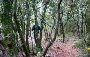 Le maitre des lieux: le chêne vert