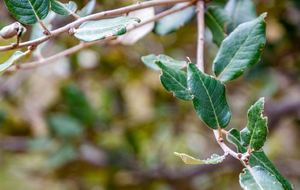 Feuilles de chêne vert (Quercus ilex : "chêne à feuille de Houx")