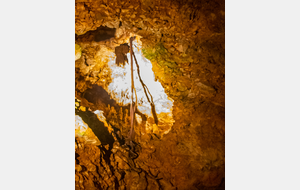 Racines d'un chêne vert  7 m en dessous de la surface au niveau du plafond du gouffre