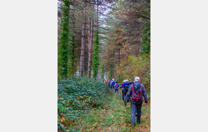 Belle descente dans une forêt de résineux vers La Claverie