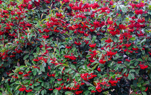 Cotonéaster