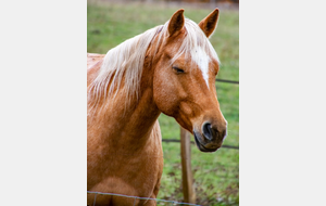 Les Vignoles avec de beaux chevaux