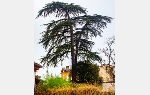 Beau cèdre , rue d'Auriac