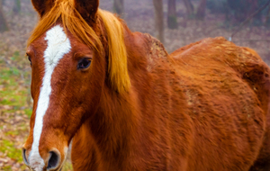 Chemin de Fontlongue