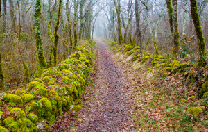 Chemins bordés de murets de pierres 