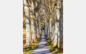 Belle allée de platanes (mais jusqu'à quand?)