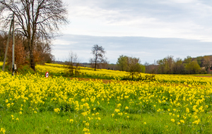 Champ de colza à Dère