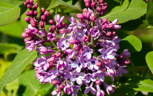  Abbaye Cistercienne de Grand Selve: lilas