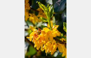  Abbaye Cistercienne de Grand Selve: Forsythia