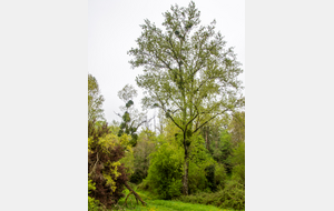  Bas de la descente  par Le Colombié, entrée du chemin Del Coustou de Teulat