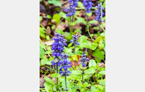 Chemin de Gaillaguet: Bugle rampante