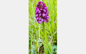 Domaine de Gailhaguet: Orchis pourpré