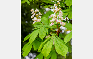 Lieu-dit En Jeambert: Marronnier d'Inde