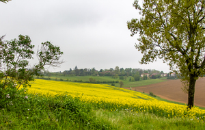 Lieu-dit En Jeambert: culture de Colza