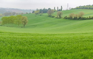 En Baute: culture céréalière
