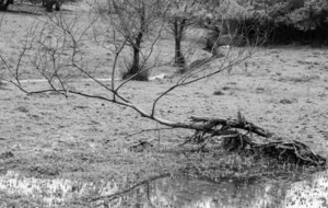 Fond du lac, arrivée du ruisseau la Balerme