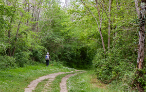 Bosquet au bord du lac