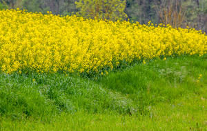 Colza à La Fontasse