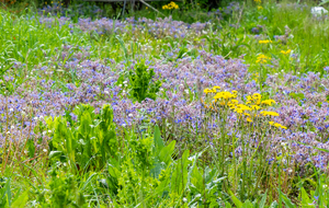 Moulin Neuf: champ de Bourrache officinale