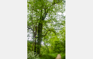 Pins-Justaret: rive gauche de l'Ariège 