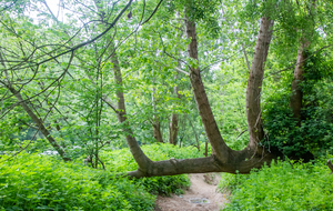 Pins-Justaret: ramier de Justaret, drôle de croissance!