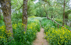 Labarthe sur Lèze: encore rive gauche de l'Ariège