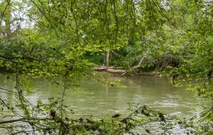 Goyrans: rive droite de l'Ariège
