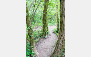Goyrans: rive droite de l'Ariège, dans le ramier