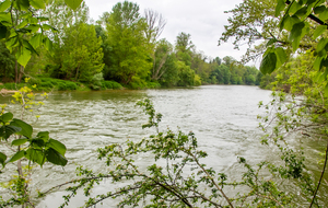 Goyrans: rive droite de l'Ariège, dans le ramier