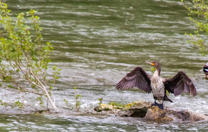 Pinsaguel:  rive gauche de l'Ariège, Cormoran
