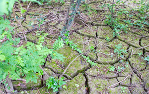 Craquelures de l'argile (rive droite Garonne)
