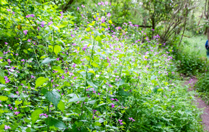 La monnaie du pape (Lunaire annuelle)