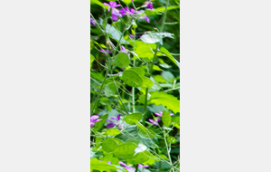 Monnaie du pape: fleurs et fruits plats caractéristiques avec graines