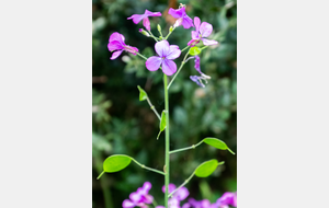 Monnaie du pape: fleurs 