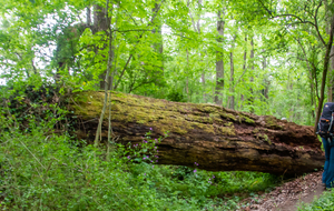 Encore un arbre victime des crues dans la confluence