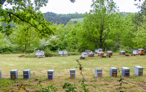 Dans la montée direction Bringarié : ruches