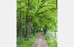  Dans la montée direction Bringarié 