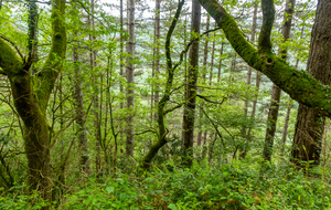 Descente délicate, pentue et parfois glissante 