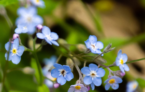 Myosotis