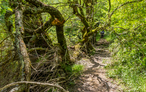 Végétations tortueuses sur les rives