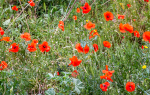 Coquelicots au-dessus de La Fourtanière
