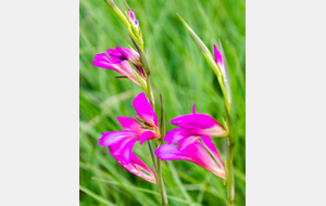 Glaïeul d'Italie sur le chemin vers St Henri 