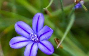 Aphyllanthe de Montpellier