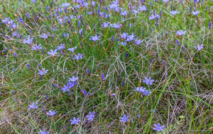 Aphyllanthes  de Montpellier au dessus de Salamou le Neuf