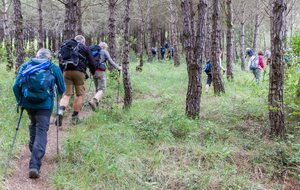 Grimpette au milieu des pins sur Pech Redon