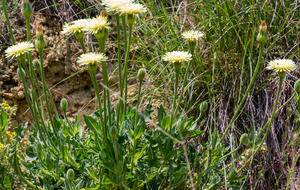 Urosperme de Daléchamps