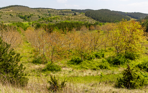 Noyers près de Ste Marie