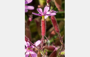 Saponaire de Montpellier