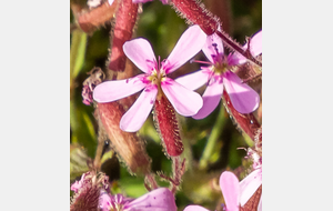 Saponaire de Montpellier