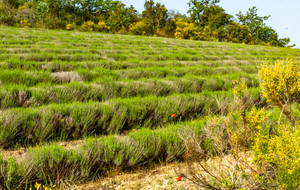 Champ de lavandes